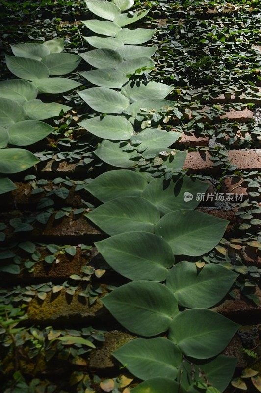 精选重点，观赏植物Dollar vines学名Ficus pumila，属藤本植物，原产于东亚和东南亚。